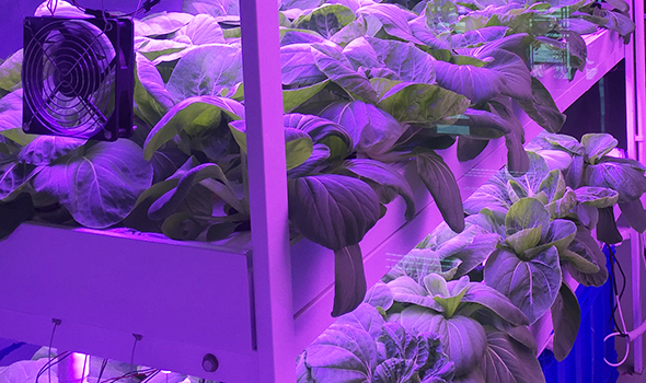 蔬菜種植照明解決方案