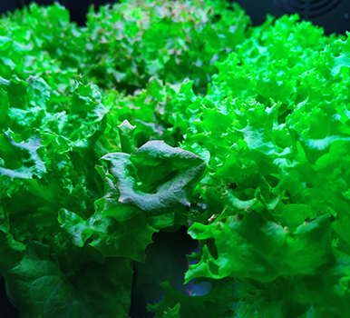 蔬菜種植照明解決方案