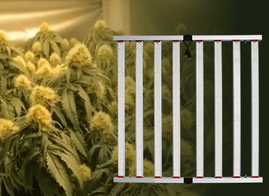 境外植物生長(zhǎng)燈