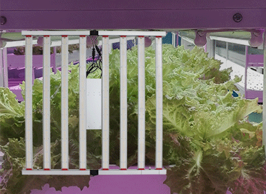植物生長(zhǎng)燈CHDM01800