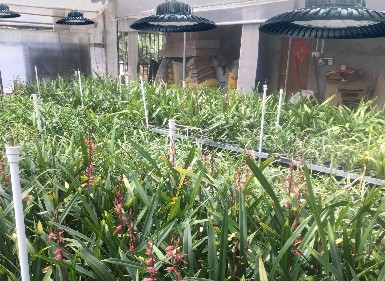 led蘭花專用生長(zhǎng)燈