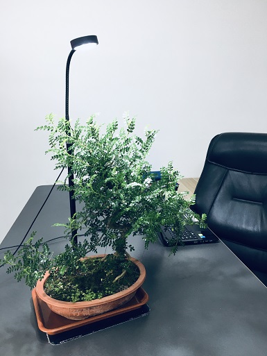 微景觀植物臺燈