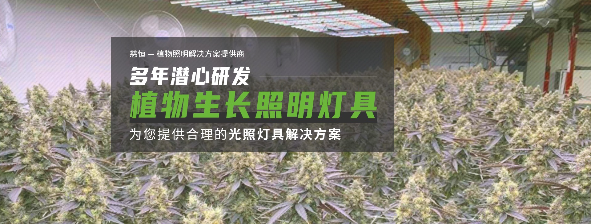 慈恒照明