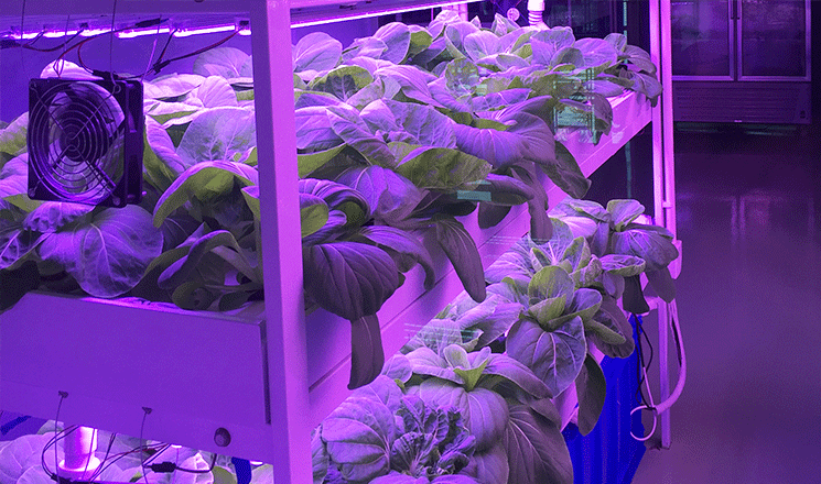 蔬菜種植照明解決方案