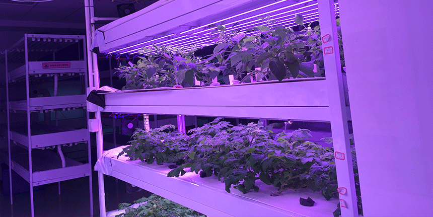 LED植物燈