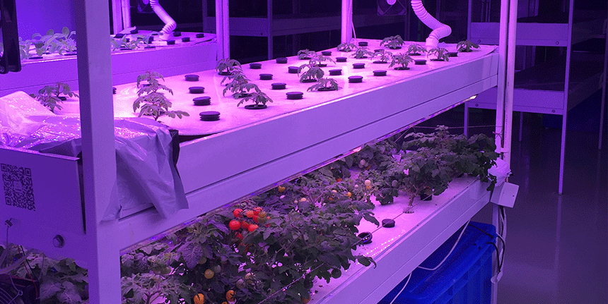 LED植物生長(zhǎng)燈