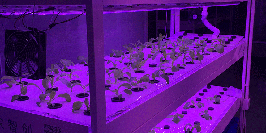 LED植物燈