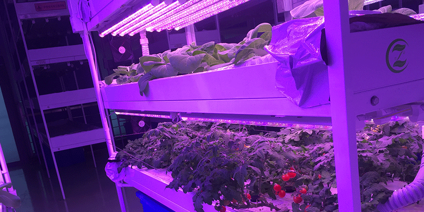 LED植物燈