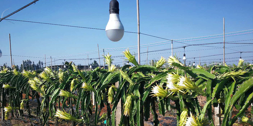 LED植物燈