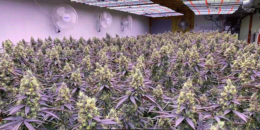 LED植物燈