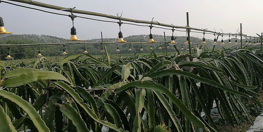 LED植物補(bǔ)光燈