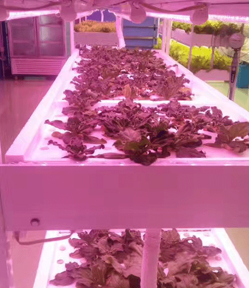 LED植物燈