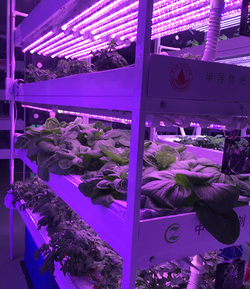 LED植物生長燈