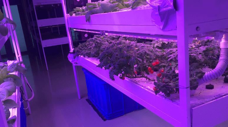 植物生長燈應(yīng)用案例