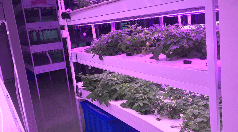 植物生長燈應(yīng)用案例