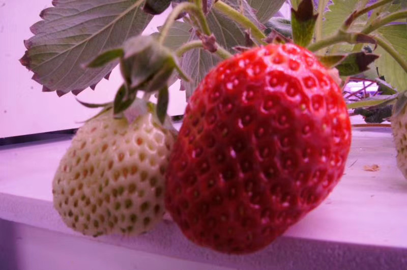 植物補光.jpg
