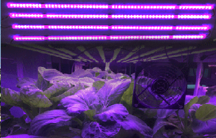 植物補光燈  慈恒植物補光燈.png