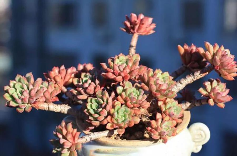 植物補光燈.jpg