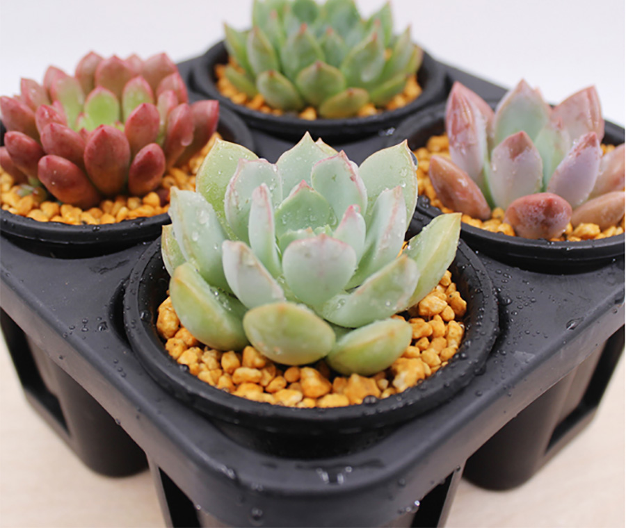 植物生長燈  植物補(bǔ)光燈.jpg