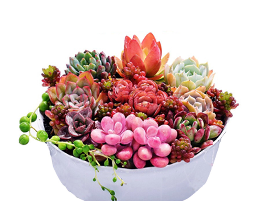 植物生長燈 植物補光燈.jpg