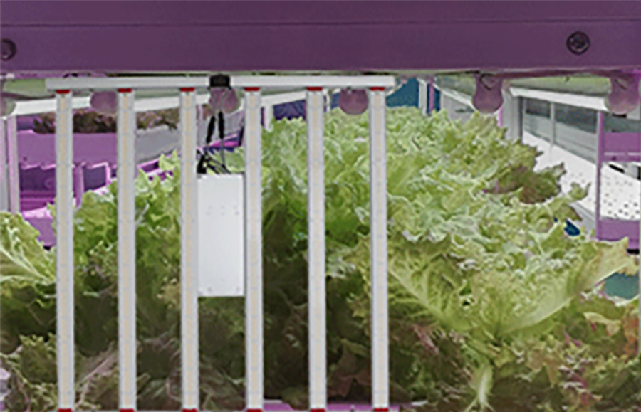 植物燈  慈恒植物燈.jpg